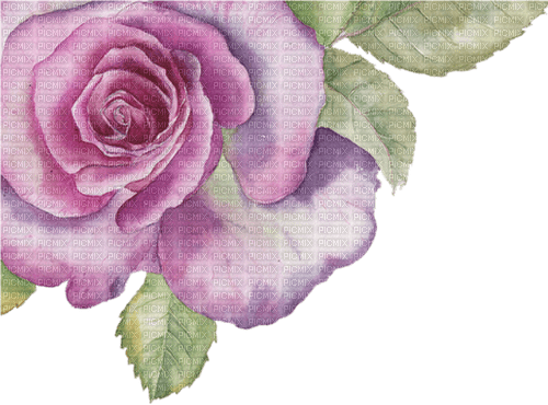 watercolor rose border deco - ingyenes png