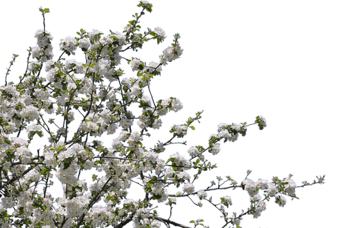 Spring Tree - 無料png