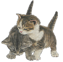 gattini - Gratis animeret GIF