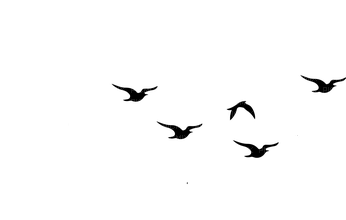 Птицы - 免费PNG