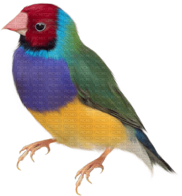 Tournesol94 oiseau - PNG gratuit