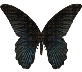 Kaz_Creations Butterfly - png ฟรี