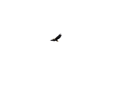 Flying Eagle - Ingyenes animált GIF