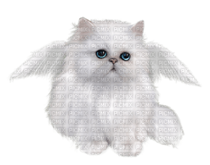Kaz_Creations Animals Animal Cats Cat Kitten  Angel - Free PNG