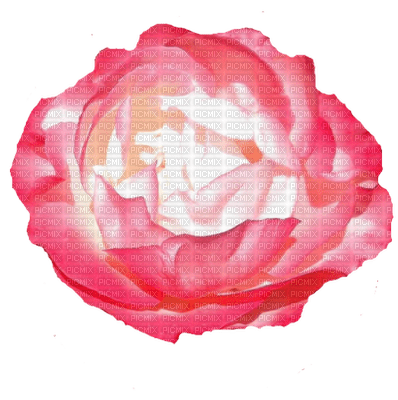 trandafir - kostenlos png