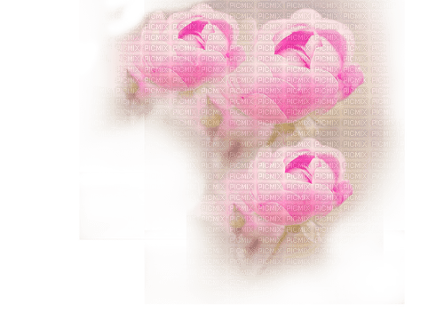 set-rosa-blomma - bezmaksas png
