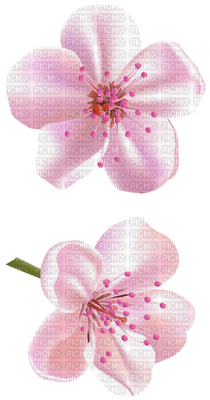 Kaz_Creations Flowers Flower Branch - PNG gratuit