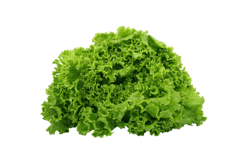 moss green - фрее пнг