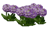 fleur violette.Cheyenne63 - Δωρεάν κινούμενο GIF