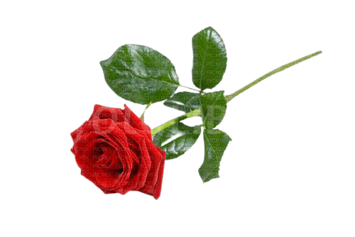 red rose - png grátis