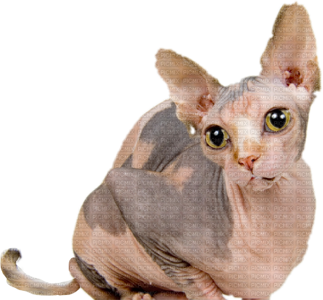 Sphynx Cat - PNG gratuit