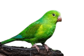 perico verde - PNG gratuit