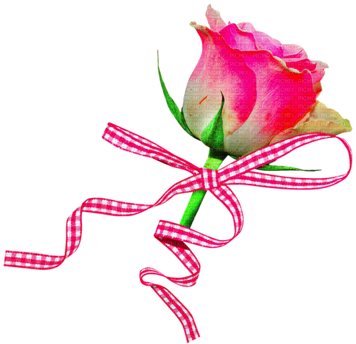 Rose.Bow.White.Pink - png ฟรี
