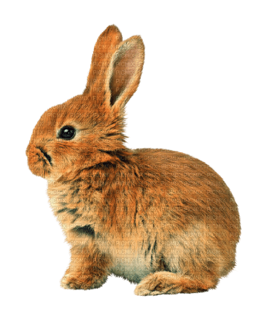 gala animals rabbit - PNG gratuit