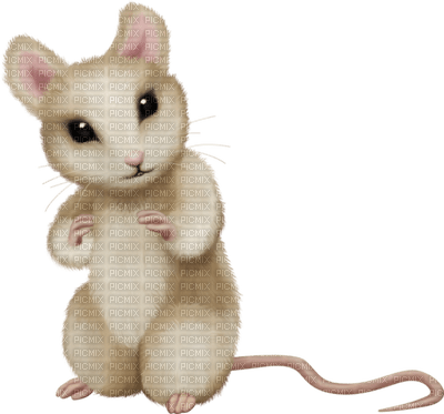 Kaz_Creations Mouse - darmowe png