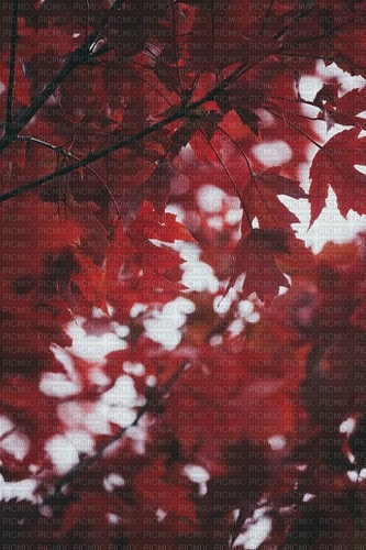 maple leaf background - PNG gratuit
