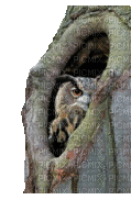 animals nancysaey owl - GIF เคลื่อนไหวฟรี