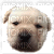 puppy cute head face - Бесплатный анимированный гифка