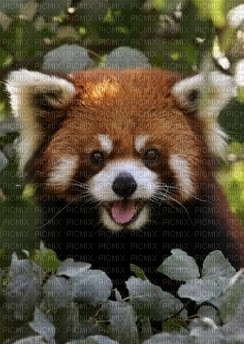 panda roux - nemokama png