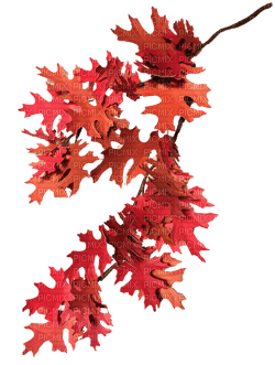 Tree Branch, Red - Jitter.Bug.Girl - бесплатно png