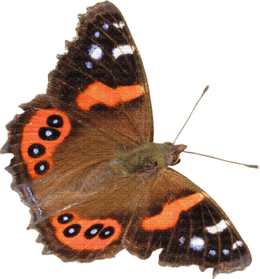 Kaz_Creations Deco Butterfly Autumn  Colours - PNG gratuit