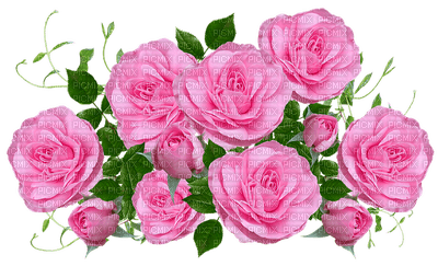 roses - darmowe png