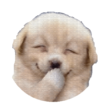 Nina dog - Animovaný GIF zadarmo