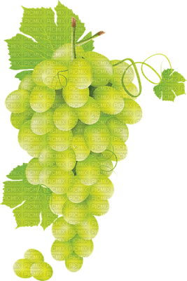 grape, fruit, viinirypäle, hedelmä - Free PNG