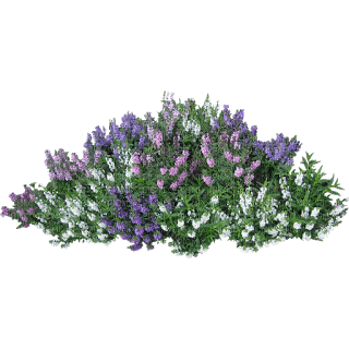 flores  dubravka4 - ingyenes png