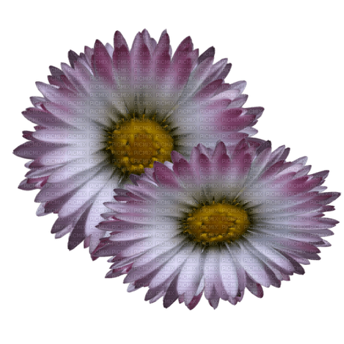 kikkapink purple flower deco spring summer - 免费PNG