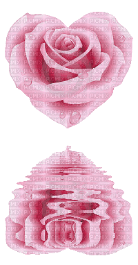 Rosa duale specchio - GIF animé gratuit