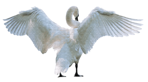 swan schwan cygnes - kostenlos png