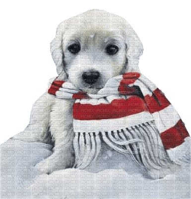 minou-winter-dog-hund - gratis png