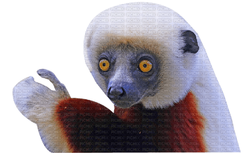 lemur - zdarma png