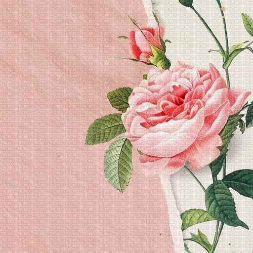 Pink Rose Background 01 - фрее пнг