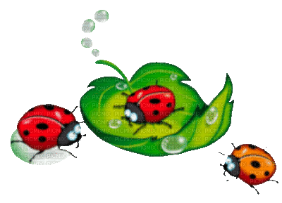 Y.A.M._Summer Flowers Decor ladybug - Ingyenes animált GIF