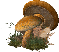 mushrooms autumn - 無料のアニメーション GIF