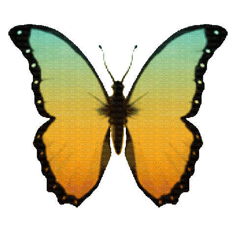 Papillon.Butterfly.gif.Victoriabea - GIF animado grátis