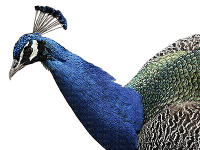 peacock paon 🦚 - zdarma png