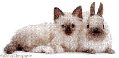 gato,cats-l - Free PNG