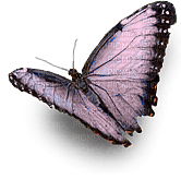 papillon violet.Cheyenne63 - безплатен png