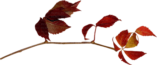 kikkapink deco leaves autumn red - nemokama png