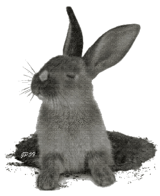 bunny bp - GIF animé gratuit
