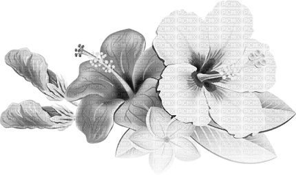 soave deco summer tropical flowers black white - png ฟรี
