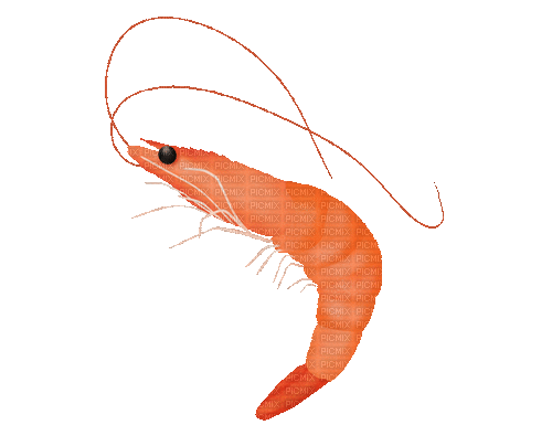 shrimp - GIF animasi gratis
