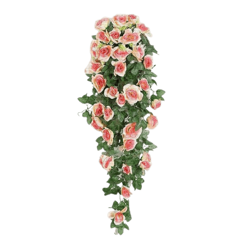 buisson rose - nemokama png