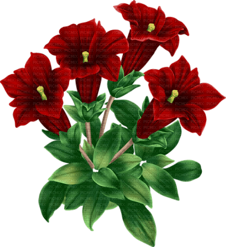 Flores rojas - besplatni png