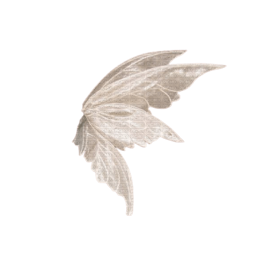 white wings - png gratuito