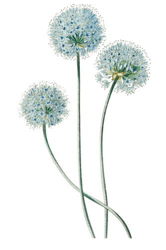 Dandelion.Pissenlit.Plants.blue.Victoriabea - PNG gratuit