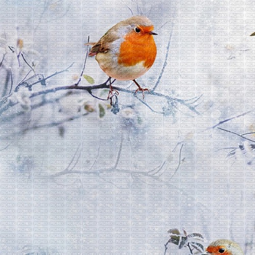 Background Winter Robin - бесплатно png